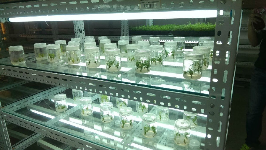 植物組織培養(yǎng)